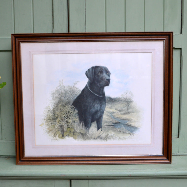 Black Labrador Print Framed Signed Signed Limited Edition