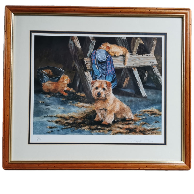 Norfolk Terrier Print Pippa Thew Signed Framed Limited Edition